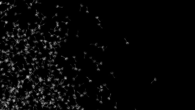 dandelion seed fly in space