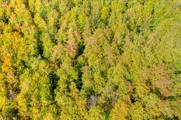 an mixed forest as seen from above