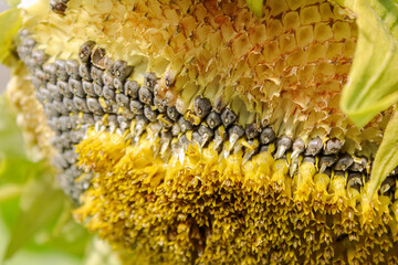 yellow sunflower on a Sunny summer day. close-up with seeds
