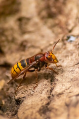 European hornets defend the entry of their hornets nest against invaders and are a dangerous and poisonous pest that build colony with stinging yellow jackets in tree trunks with aggressive attack