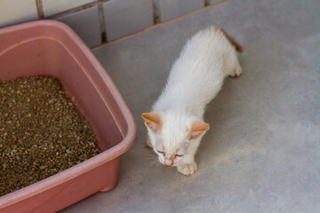 Puppy cat next to the litter box
