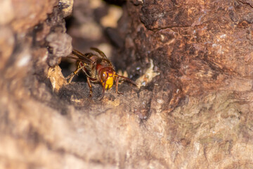 European hornets defend the entry of their hornets nest against invaders and are a dangerous and poisonous pest that build colony with stinging yellow jackets in tree trunks with aggressive attack