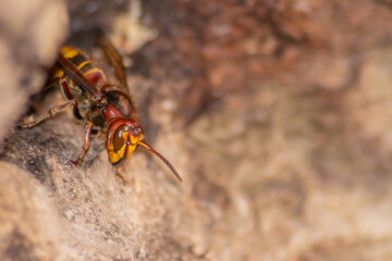European hornets defend the entry of their hornets nest against invaders and are a dangerous and poisonous pest that build colony with stinging yellow jackets in tree trunks with aggressive attack