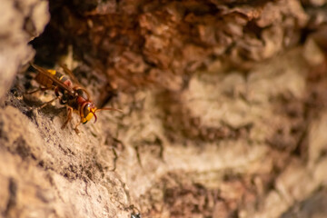 European hornets defend the entry of their hornets nest against invaders and are a dangerous and poisonous pest that build colony with stinging yellow jackets in tree trunks with aggressive attack