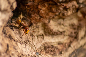 European hornets defend the entry of their hornets nest against invaders and are a dangerous and poisonous pest that build colony with stinging yellow jackets in tree trunks with aggressive attack