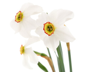 Three white beautiful daffodils.