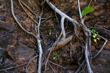 roots of a tree