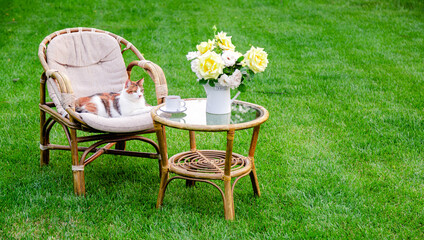 Cat on armchair wooden garden furniture on grass lawn outdoor for relaxing on hot summer days. Garden landscape with two chairs in nature. Rest in park cafe. Backyard exterior. Nobody