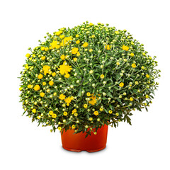 Pot of yellow flowering chrysanthemums