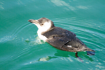 Alca común ( Alca torda),  nadando sobre el mar en la isla de May (Escocia)