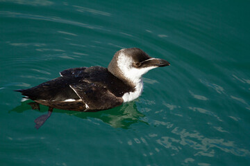  Alca común (Alca torda), ave marina blanca y negra sobre el mar en Inglaterra.