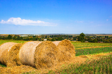 Fototapeta premium Beautiful landscape with harvested bales of straw in field. Haystack rolls on agriculture field in autumn sunny day. Agriculture field haystack harvest scene with blue sky.