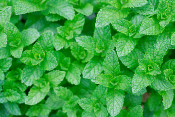 ミント © Paylessimages