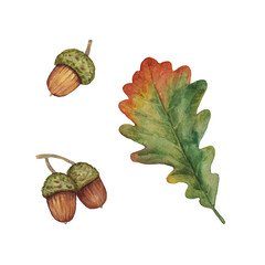 Fototapeta premium Watercolor illustration with autumn oak leaf and acorns isolated on a white background. Set for clipart and decor.