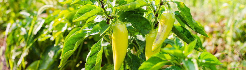 Sweet peppers against the background of home-grown bushes. Photo banner. Selective focus. Harvesting concept.