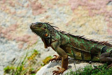 Green Iguana, also known as Common or American iguana, on nature background. Iguana dragon.