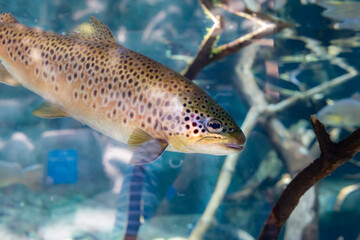 Close up image of a trout in an aquarium