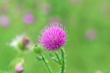 close-up of a purple Thistle flower