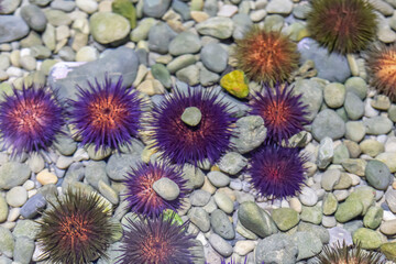 Close up photo of multicolor sea urchins