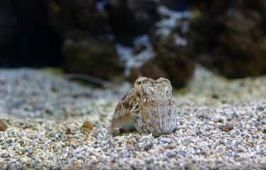A lonely sepia at the bottom of the sea