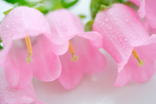 ツリガネソウ」の写真素材 | 735件の無料イラスト画像 | Adobe Stock