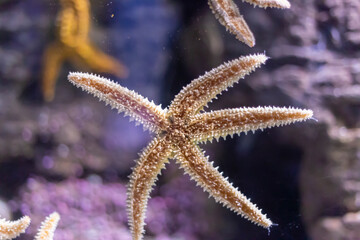 Closeup of a starfish in the aquarium glass