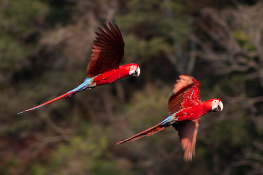 Casal arara vermelha voando pantanal 