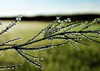dew on the grass