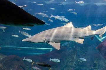 Naklejka premium Two sharks in the aquarium tank