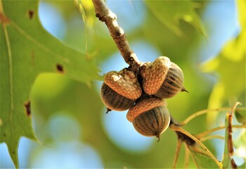 Acorns