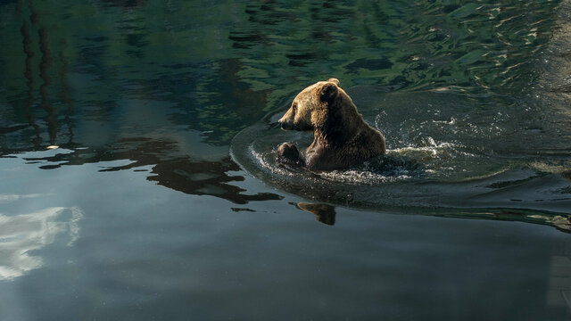 The bear swims in the water and catches fish,the brown bear in the wild.