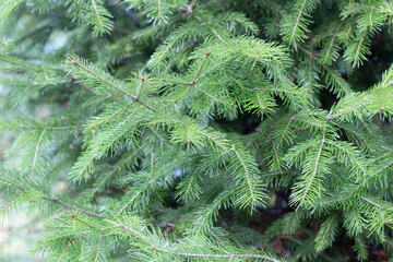 Brght green fresh fir tree foliage close up