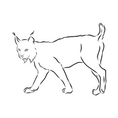 Lynx. Wild cat. Predator. Hand drawn. Black and white. Stylized. Decorative. Vector. lynx wild animal, vector sketch illustration