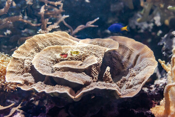 Coral reef ecosystem in an aquarium