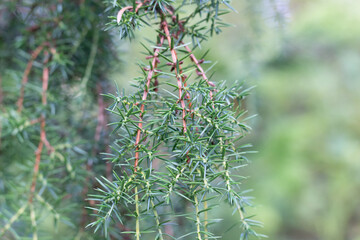 Juniper tree branches with needles on green forest background