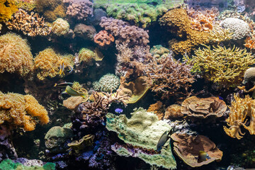 Fototapeta na wymiar Coral reef ecosystem in an aquarium