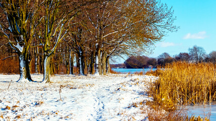 Winter landscape with forest by the river on a sunny day