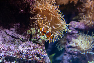 Fototapeta na wymiar Clown fish in the coral reef