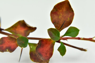 Kolorowe liście na gałązce z kolcami.