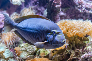 Naklejka na ściany i meble Blue tropical fish in the coral reef