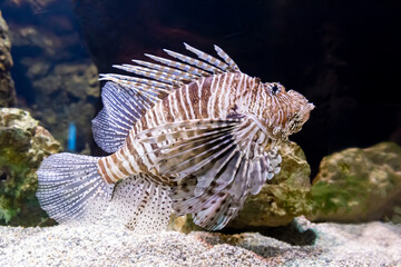 Close up of a Lion fish