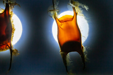 Egg capsules from rays