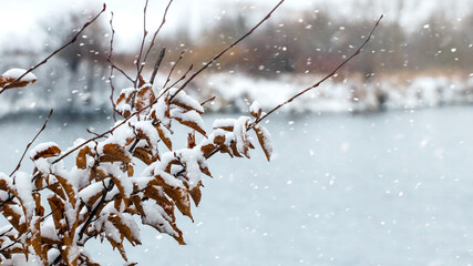 Snow-covered tree branches with dry leaves by the river during a snowfall