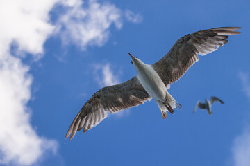 seagulls of instanbul, Turkey