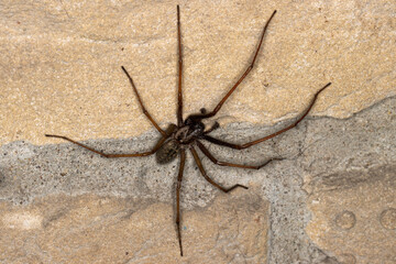 Close up of large spider on brick wall
