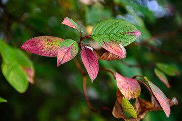 bright colors of autumn leaves on trees
