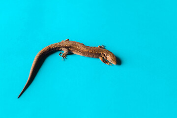 little lizard on bright blue background