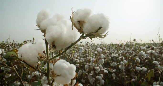 Cotton field , high-quality cotton Bush on the background of the sun rays , ready for harvesting, 4K video