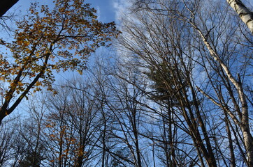 trees and sky