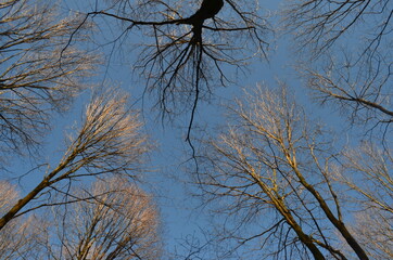 trees and sky